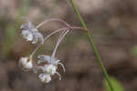 Carolina milkweed